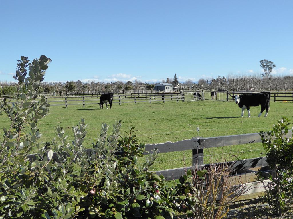 Cottages On St Andrews Havelock North Exterior photo